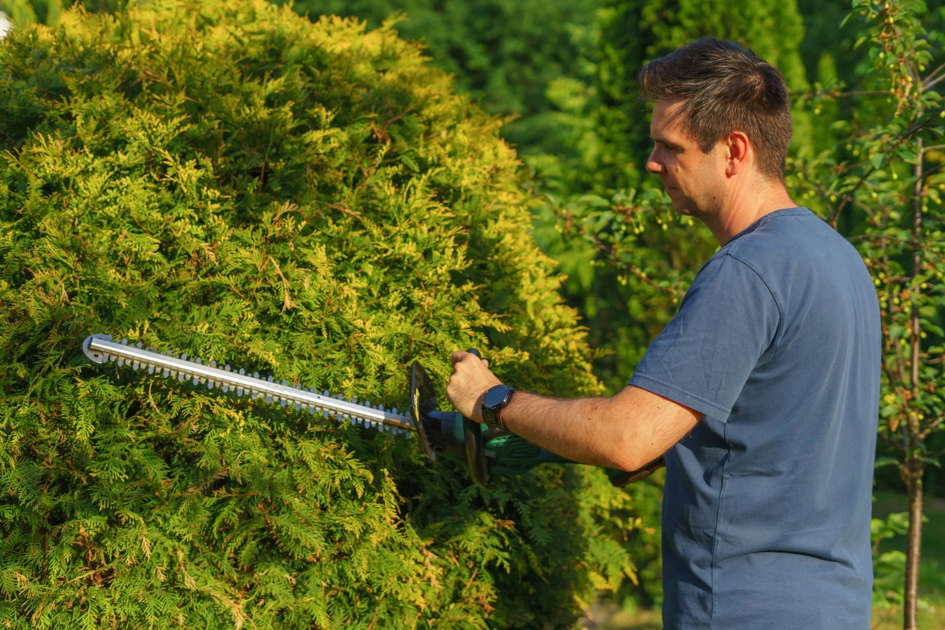 taille sapin jardin