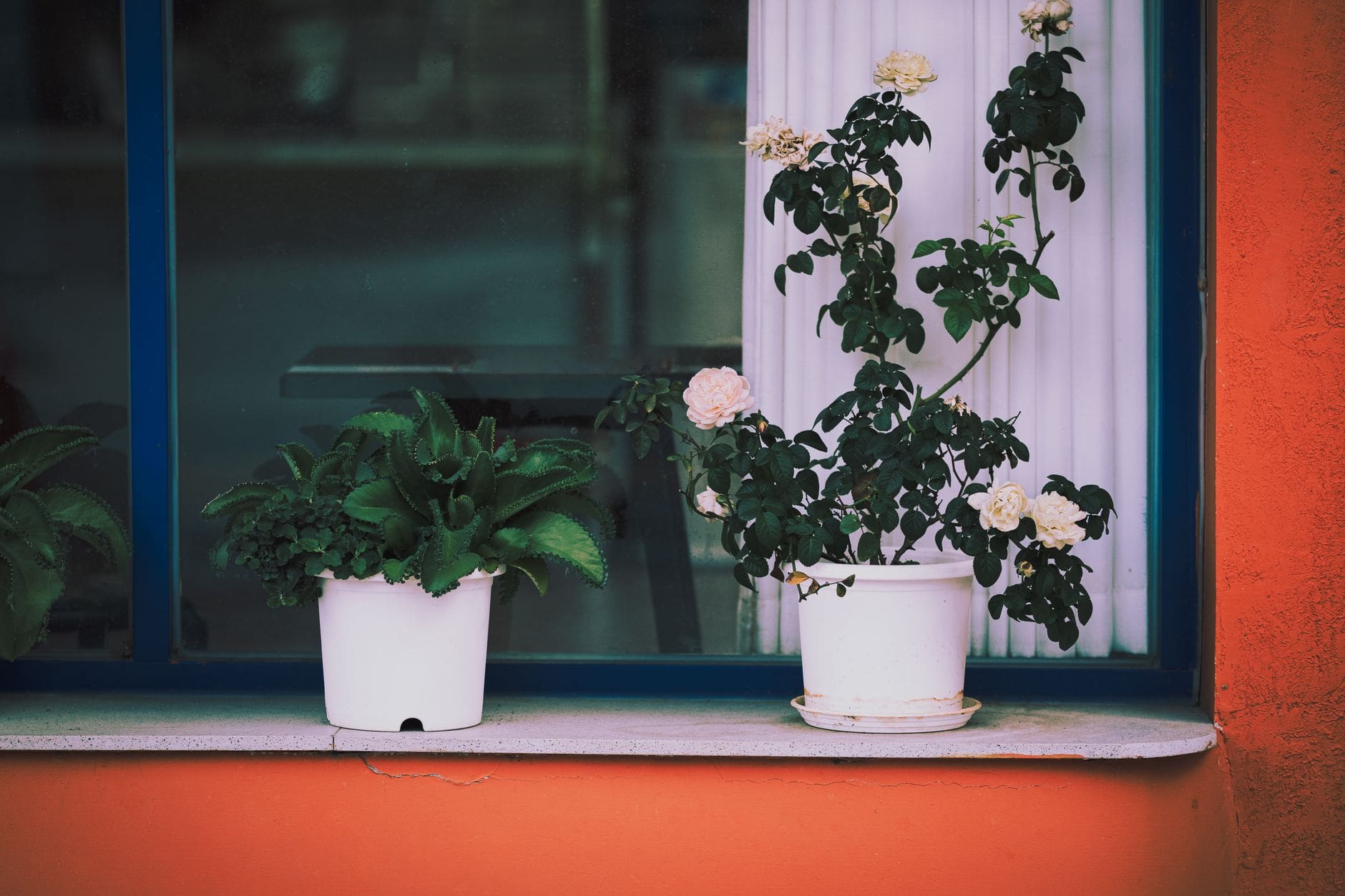vers blancs pot fleurs
