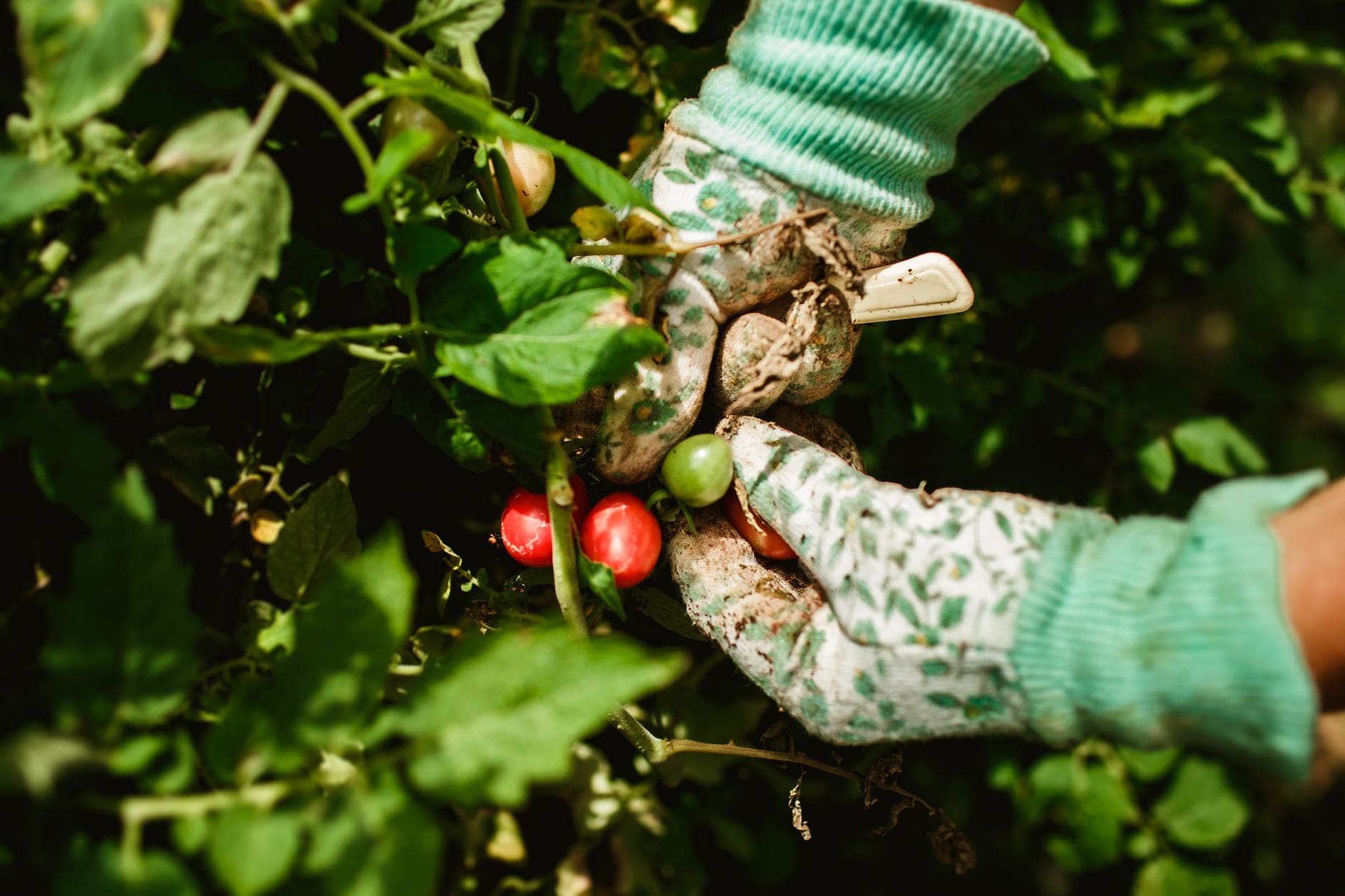 plants de tomates jardin