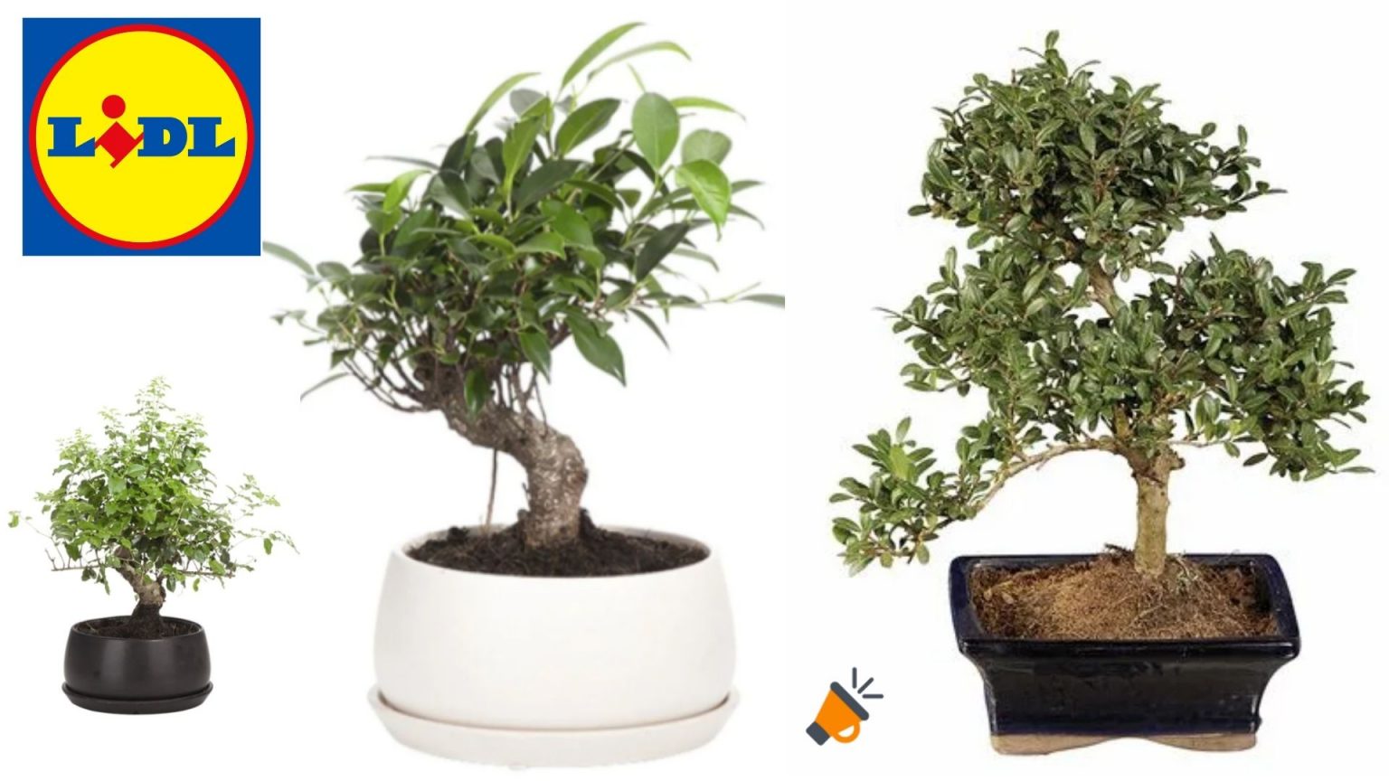 Bonsai chez Lidl: Comment d&eacute;couvrir des tr&eacute;sors verts &agrave; petit prix