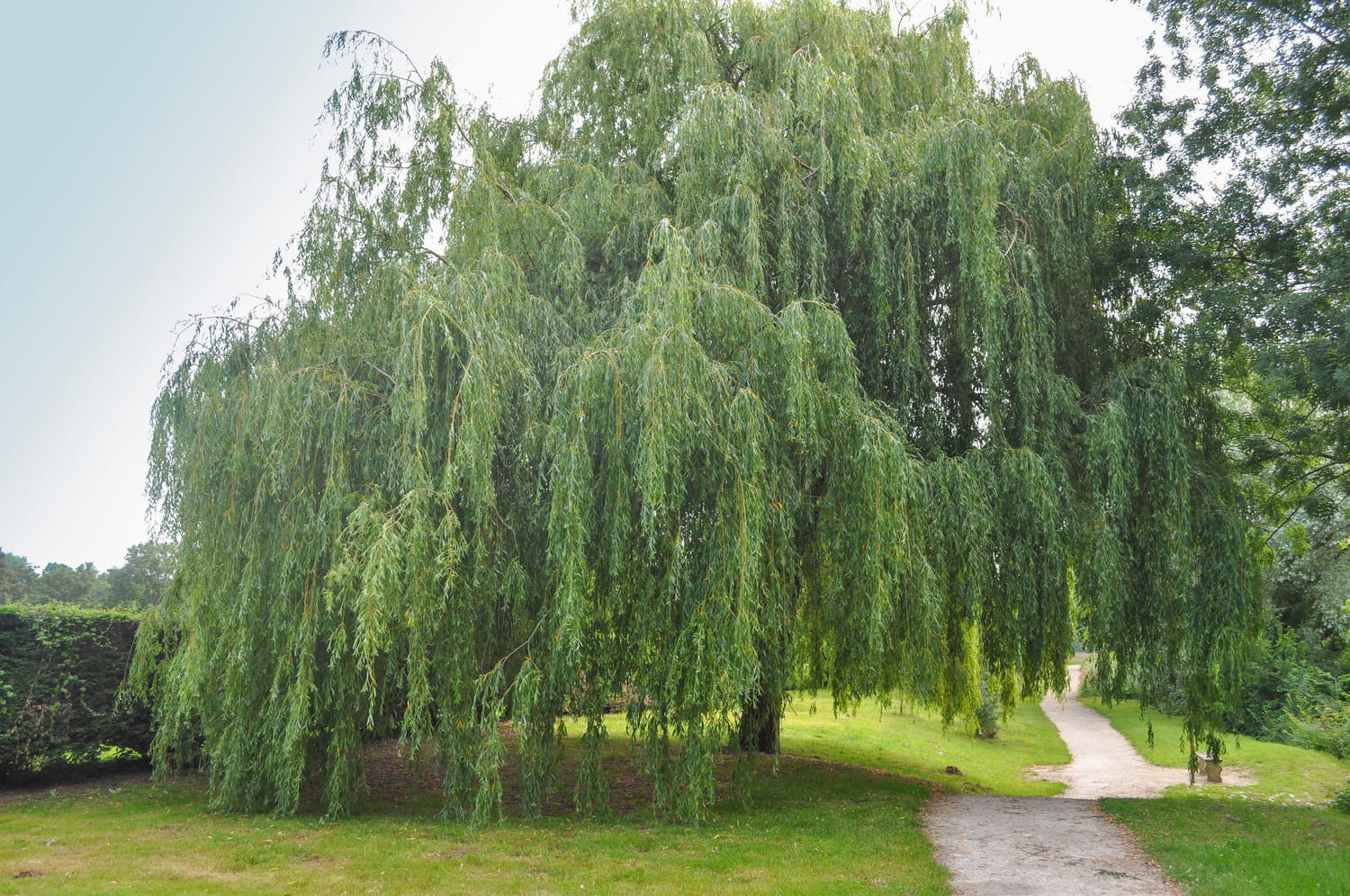 Saule pleureur aux longues branches retombantes se reflétant dans un plan d'eau calme