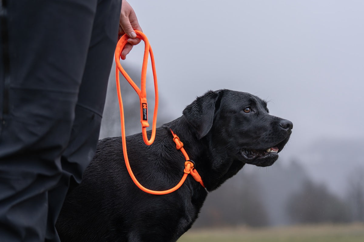 Chien tenu par une laisse en nylon pendant une promenade dans un parc