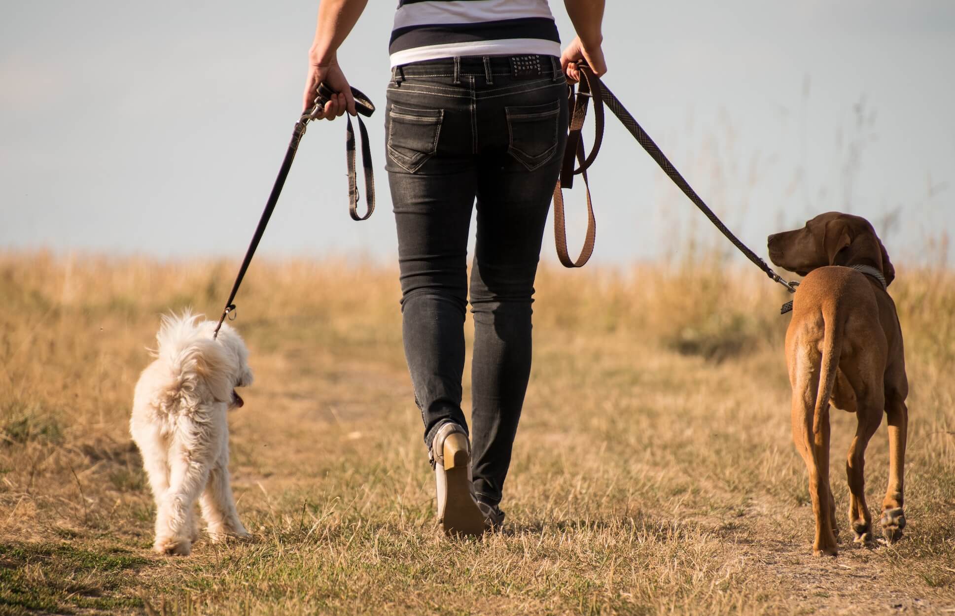 Promeneur de chien tenant une laisse lors d'une balade dans un parc ombragé