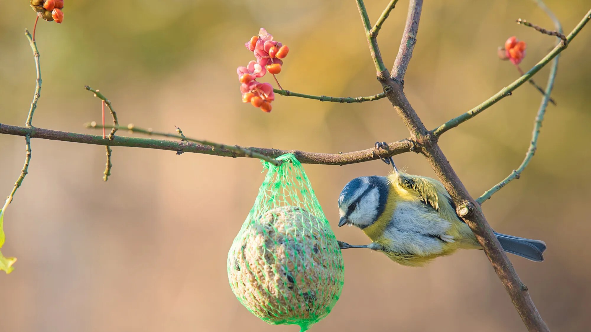 Oiseaux dans un jardin près d'une mangeoire et d'une haie vive