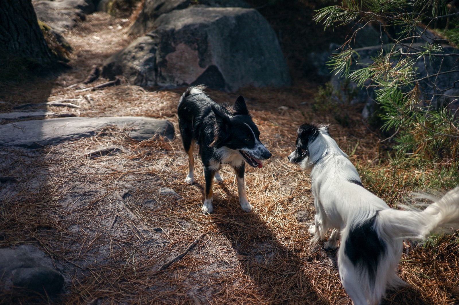 Chien en laisse sur un sentier ombragé en forêt lors d'une promenade