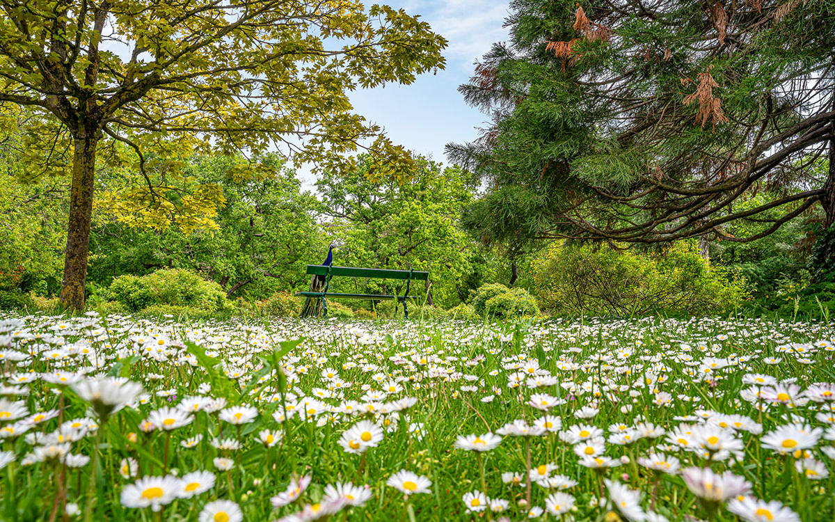 Sous-bois lumineux dans un parc de Catalogne, illustration d'une belle nature préservée