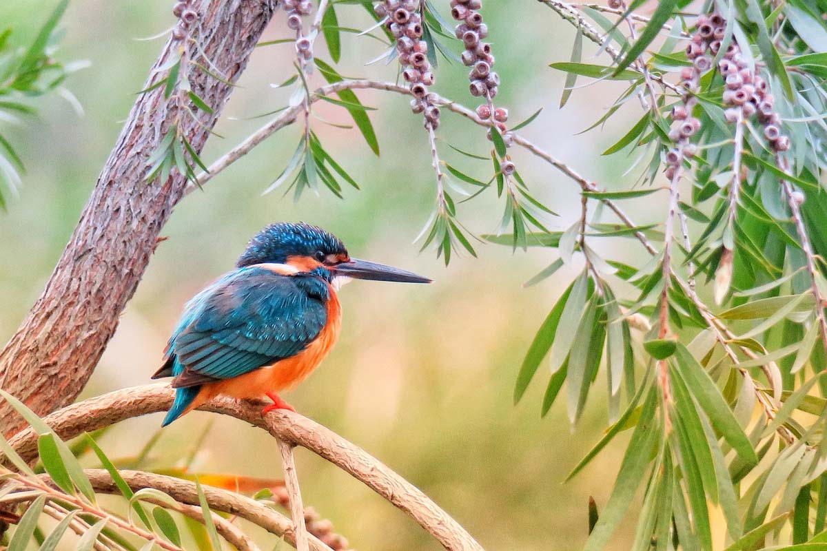 Personne observant des oiseaux avec des jumelles dans un parc arboré