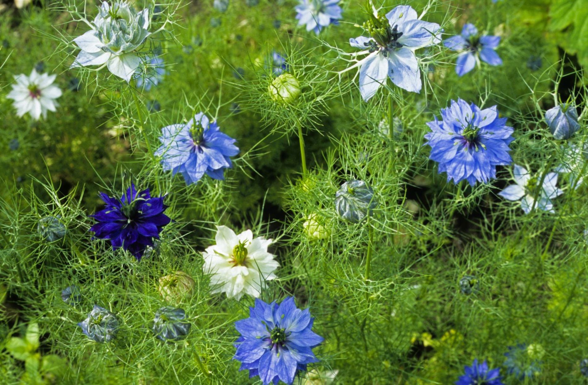 Massif de fleurs &eacute;panouies dans un jardin ensoleill&eacute; &agrave; la belle saison