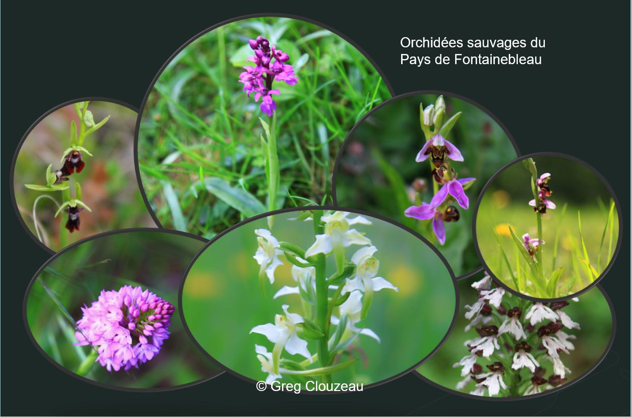 Orchidée sauvage en fleur dans une prairie calcaire, avec un épi de fleurs au labelle coloré